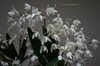 Den. Delicatum  (Den. speciosum x Den. kingianum ) (3)